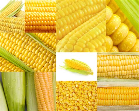 玉蜀黍图片
