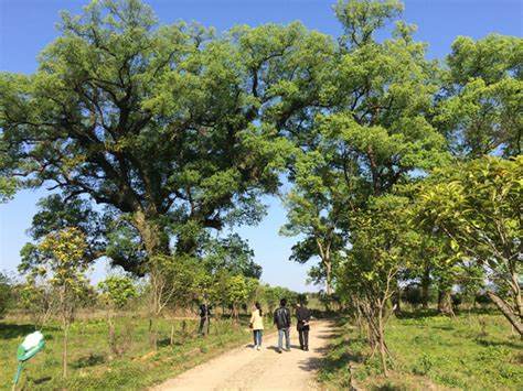 校园门口的樟树作文300字[共计7则]