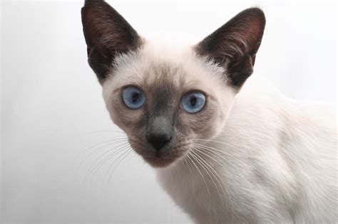 什么是暹罗猫,宠物暹罗猫的习性特征与喂养等介绍