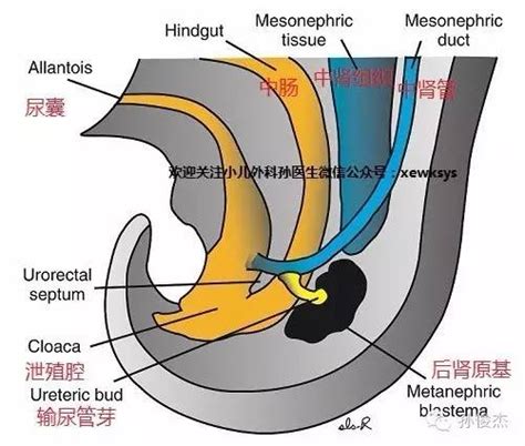 胎儿双肾盂分离4mm严重吗