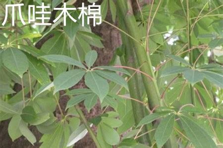 爪哇木棉树与美丽异木棉如何区别,却是有这两种品种的木棉树吗?