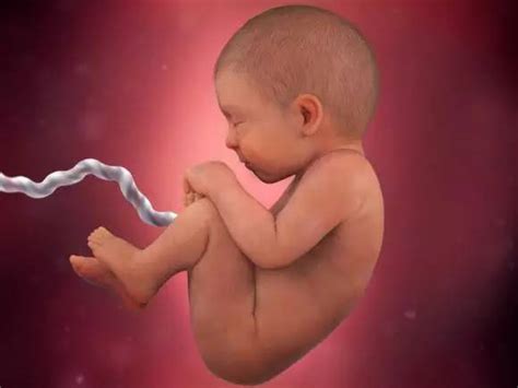 怀孕最后1个月胎儿能长多少