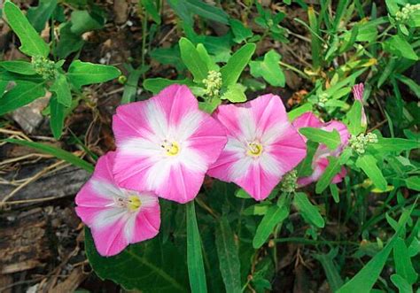 请教,醉蝶花,花烟草,田旋花什么时候播种