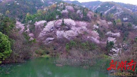 野生樱花是蜜源植物吗?