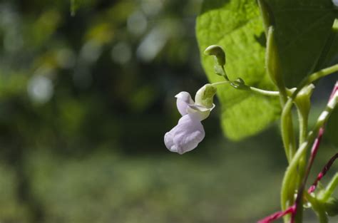 办公室里的植物开花了,是什么植物呢?有图求真相