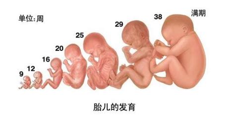 胞胎对胎儿有没有影响