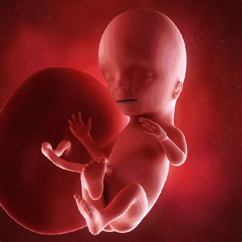 孕8周4天的胎儿的真实图