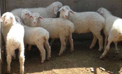 山羊养殖技术