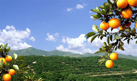 赣南脐橙种植需要哪些技术