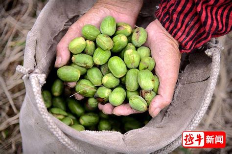 香榧今年價格多少錢一斤