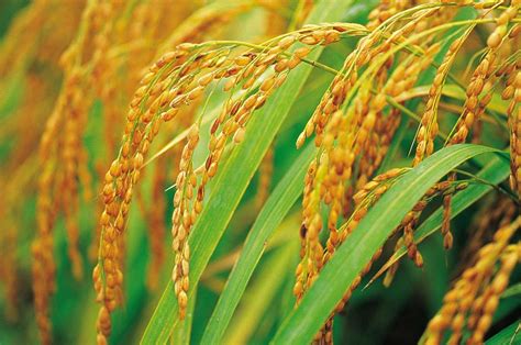 超级稻是转基因水稻吗?