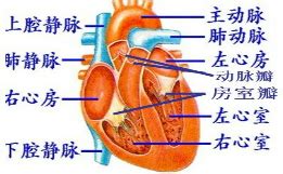 在哪两个阶段心脏的发育最快