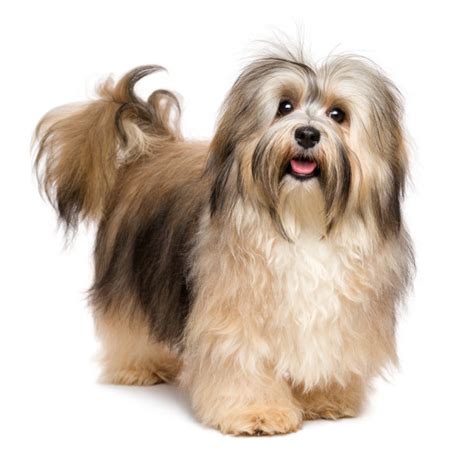什么是哈瓦那犬,宠物哈瓦那犬的习性特征与喂养等介绍