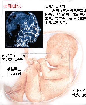 怀孕12周胎儿图清晰