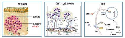 雌激素是起什么作用的