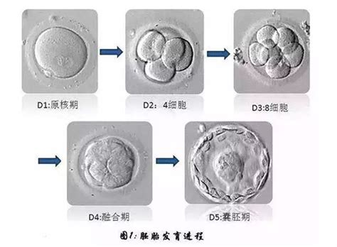 囊胚移植后几天测hcg