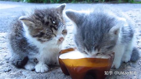 幼貓可以喝舒化奶嗎,幼貓為什么不能喝牛奶
