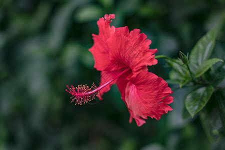 扶桑花生虫怎么办