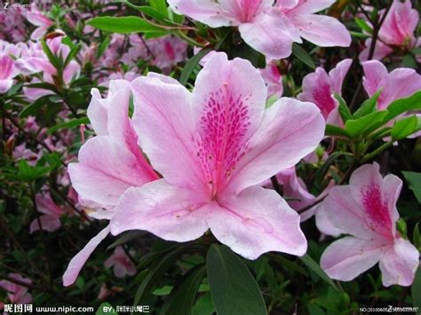 杜鹃花-植物作文700字【共计4则】