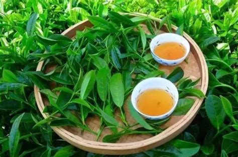 正山小種紅茶價格有誰了解的?