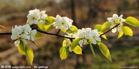 梨花指什么生肖