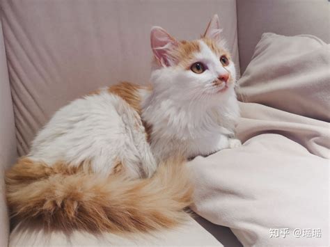 什么是土耳其梵猫,宠物土耳其梵猫的习性特征与喂养等介绍
