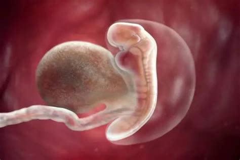 1-40周胎儿大小
