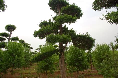 胶东卫矛的习性,种植时间,和其他的需要注意的事项?