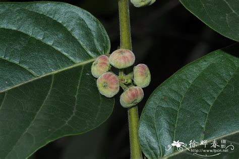 什么叫算盘草本植物