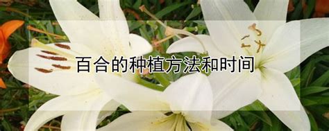 怎样种植百合花