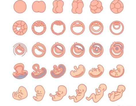 怀孕1到10个月胎儿变化小视频