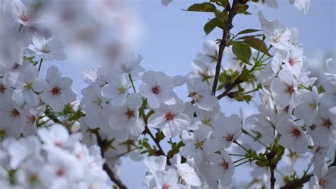 染井吉野樱花花色和花期分别是怎么样的?