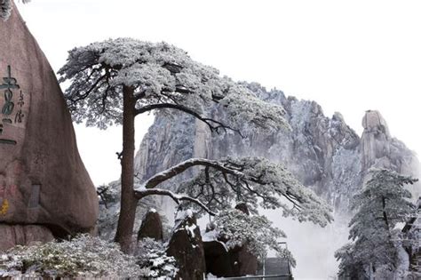 迎客松是在那个风景区什么地方.