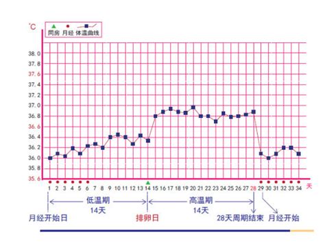 排卵期与排卵日的区别
