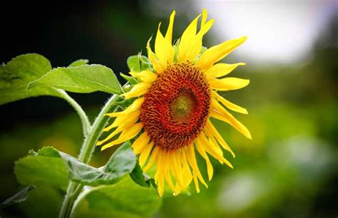 太阳花的花语是什么 太阳花的寓意