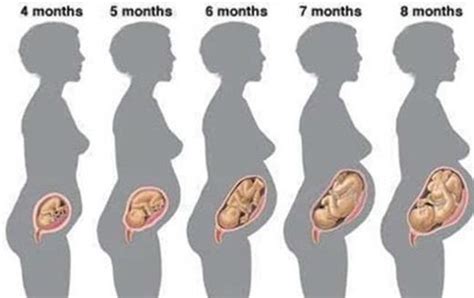 10周胎儿大小对比图