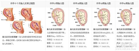 40周胎心过慢