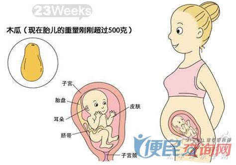 孕第二十三周胎儿发育情况