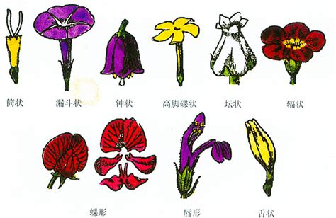 花的种类有哪些?