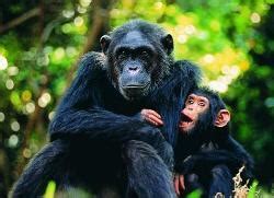 猿猴和两个人-童话作文400字(共7篇)