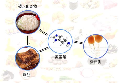 人身上的毛有什么作用