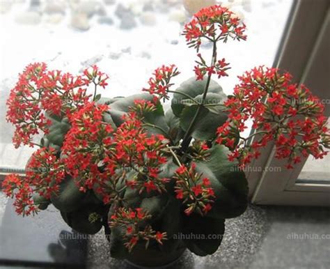 我的植物朋友长寿花-写物作文250字(共计5篇)