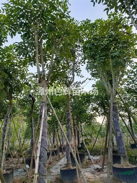 腊肠树-写景作文600字（精选9则）