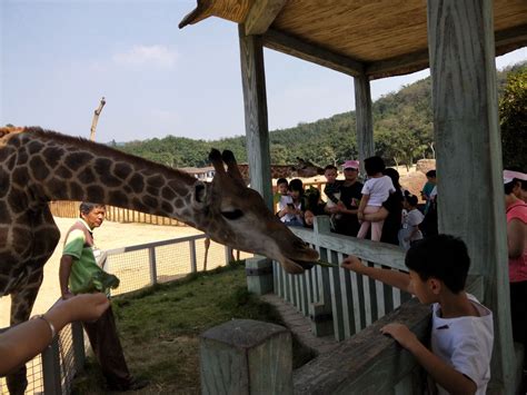 杭州野生动物园-游记作文550字【合集9篇】