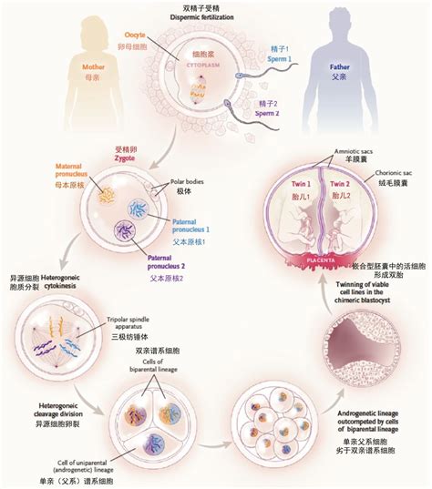 同卵双胞胎是什么时候分裂的