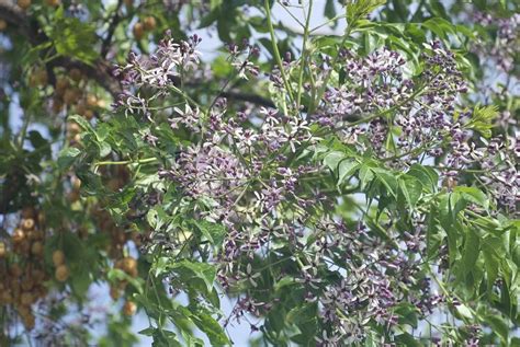 这是什么花，有什么用吗？