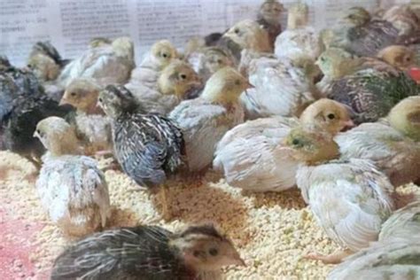 关于雏鸡孵化
