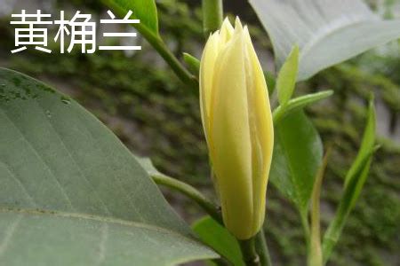 成都有一种花开花时很香这种花叫什么花?