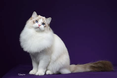 什么是布偶猫,宠物布偶猫的习性特征与喂养等介绍