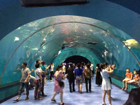 青岛海洋世界-推荐一个好地方350字（共计9则）